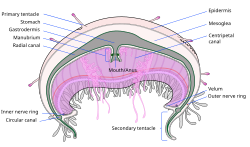 Jellyfish