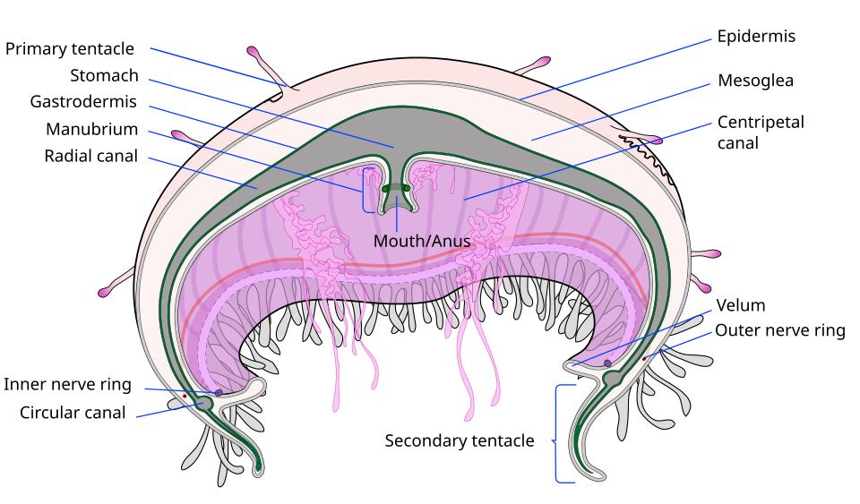 Jellyfish cross section, by LadyofHats (edited by Zoofari)