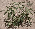 Texas croton or doveweed, La Puebla
