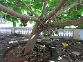 Fruit emerging from trunk and branches