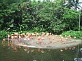 Flamingo Pool