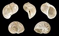 Thumbnail for version as of 15:17, 20 September 2016