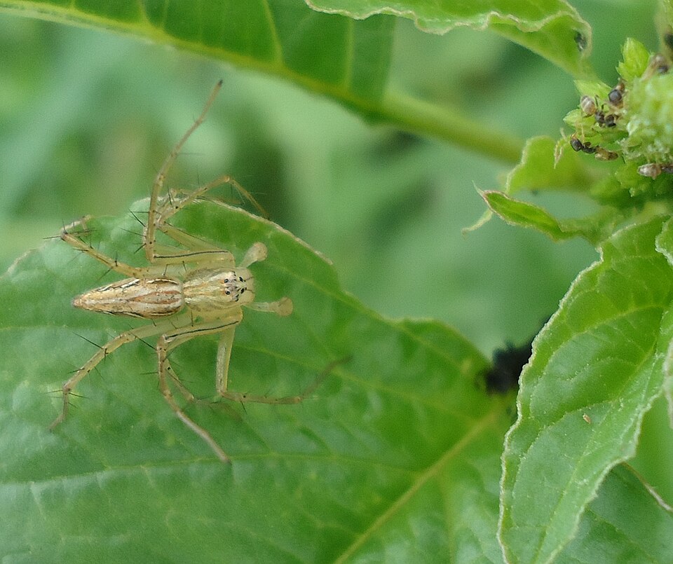 File:Oxyopes aspirasi.jpg