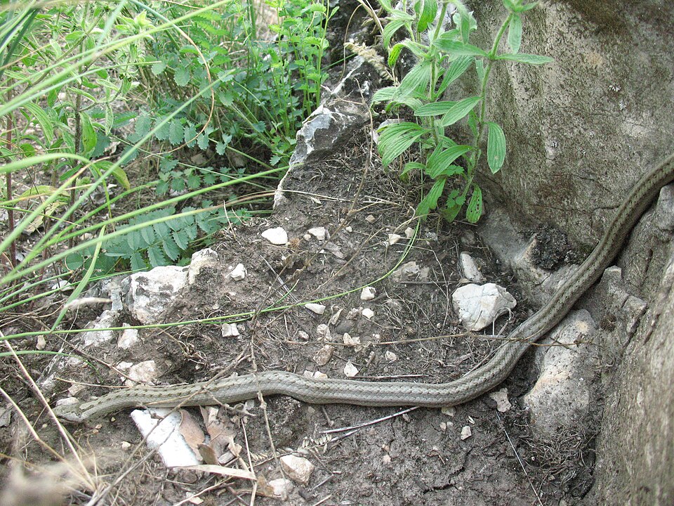 File:Rézsikló (Coronella austriaca)3.jpg