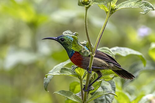 Tiny sunbird Cinnyris minullus ♂ Ghana