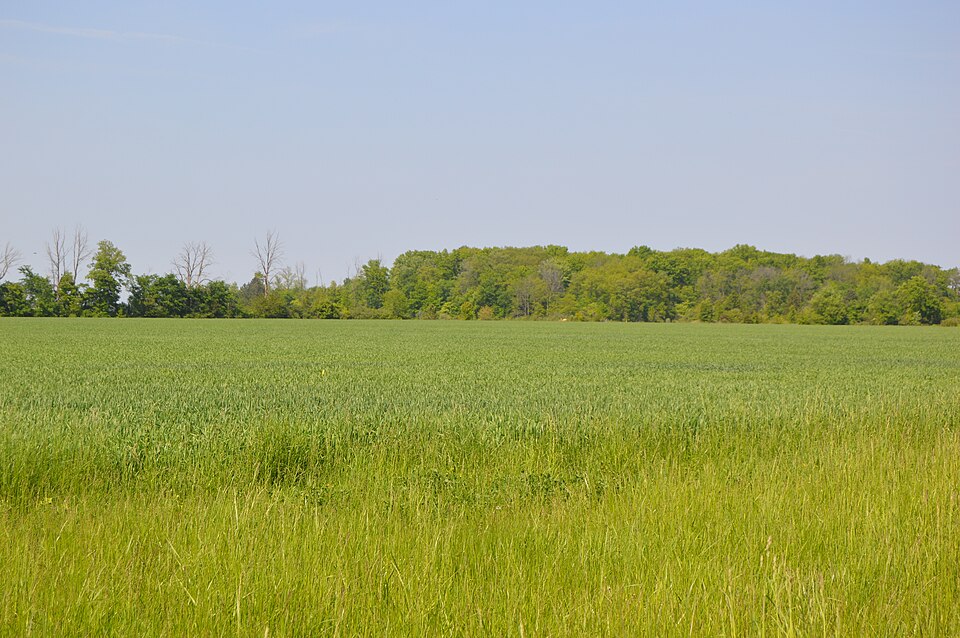 File:Trowbridge Road wheat fields.jpg