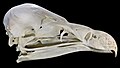 Vulture skull