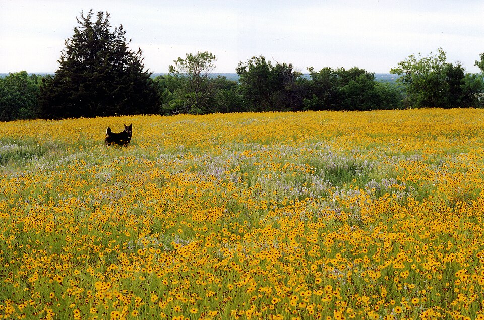 File:Yellow Spring.jpg