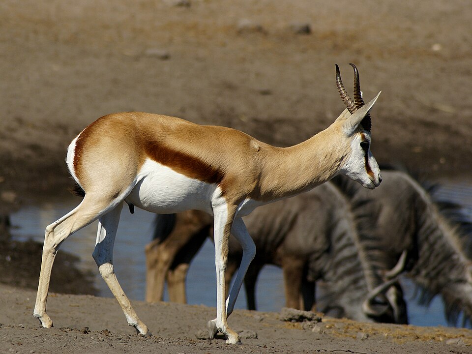 File:Antidorcas marsupialis.jpg