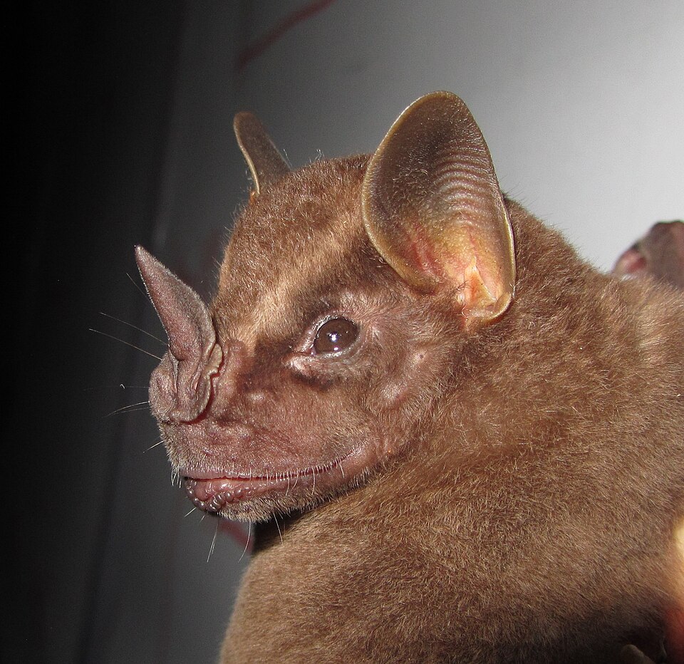 File:Buffy Broad-nosed Bat from Peruvian Amazoni.jpg