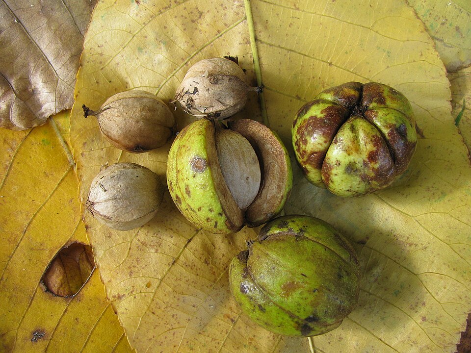 File:Carya ovata Noyer blanc.jpg