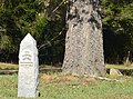 Bole of 'Canadian Giant' beside 1917 date-stone, Avenue of Honour, Digby, Victoria