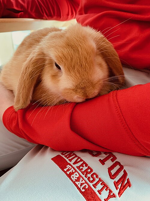 File:Emotional Support Bunny.jpg