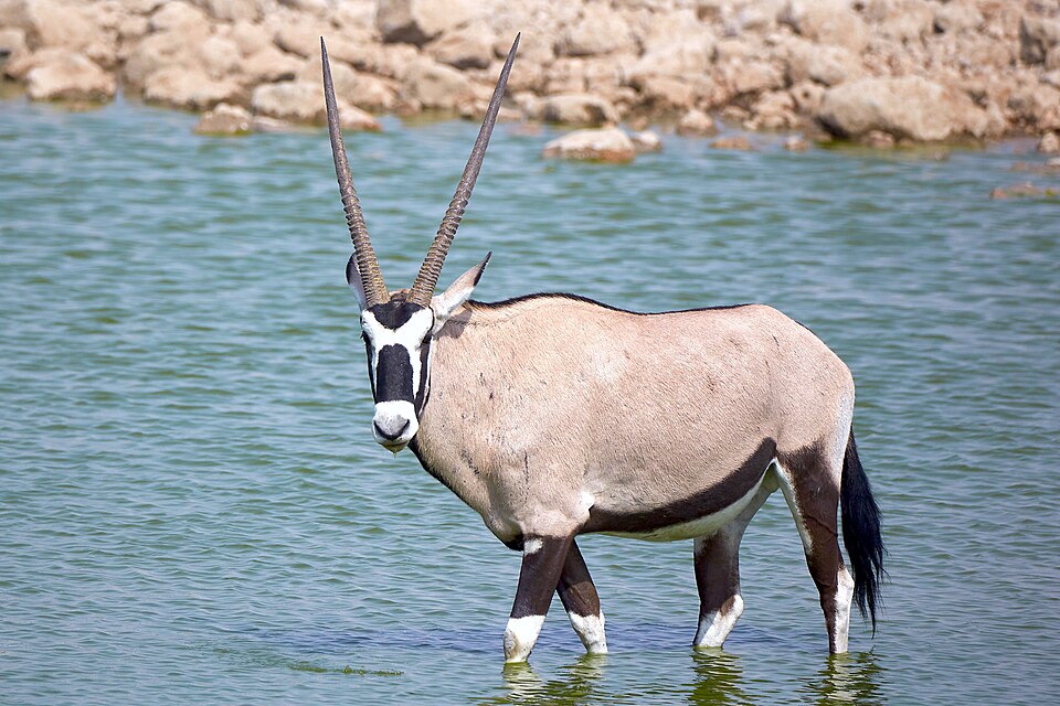 File:Gemsbok Water 2019-07-25.jpg