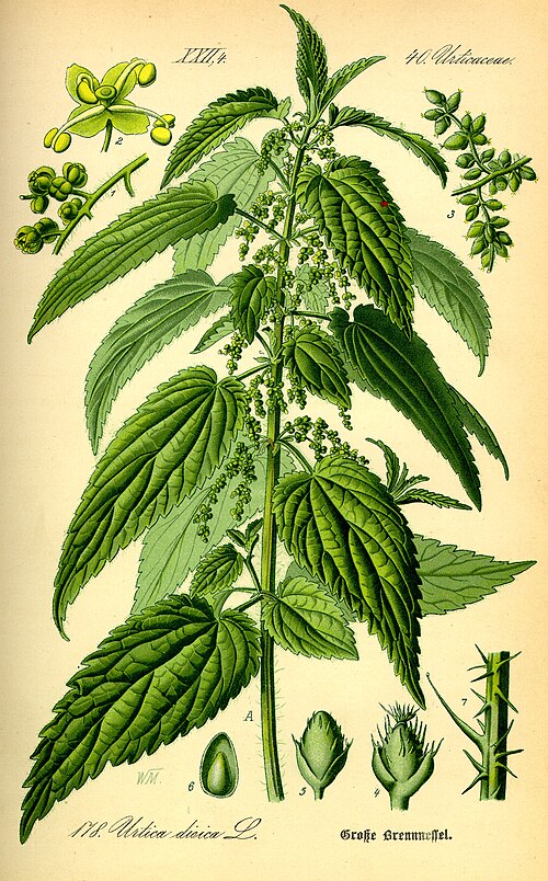 File:Illustration Urtica dioica0.jpg