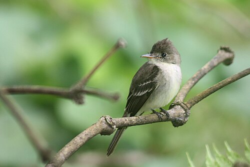 Northern tropical pewee Contopus bogotensis Costa Rica