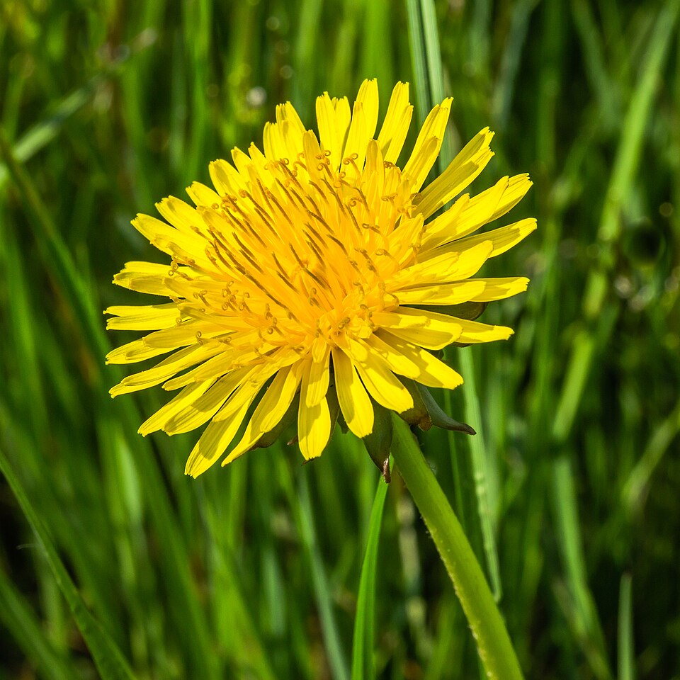 File:Paardenbloem (Taraxacum officinale) 26-04-2020. (actm.) 01.jpg