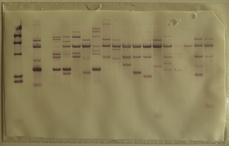 File:Southern blot membrane.jpg