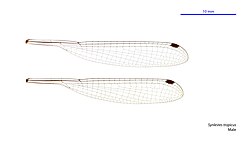 Male wings