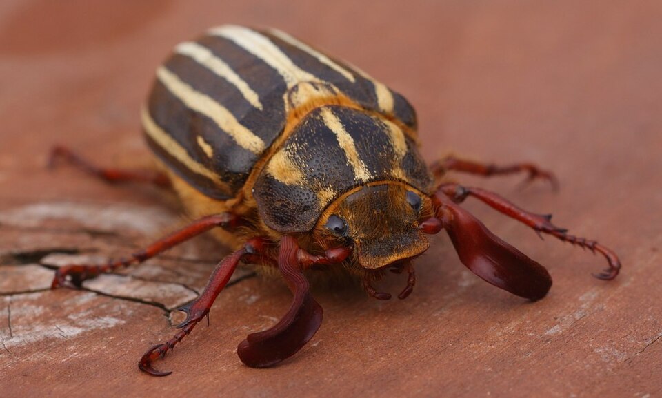 File:Ten-Line-June-Beetle-2.JPG
