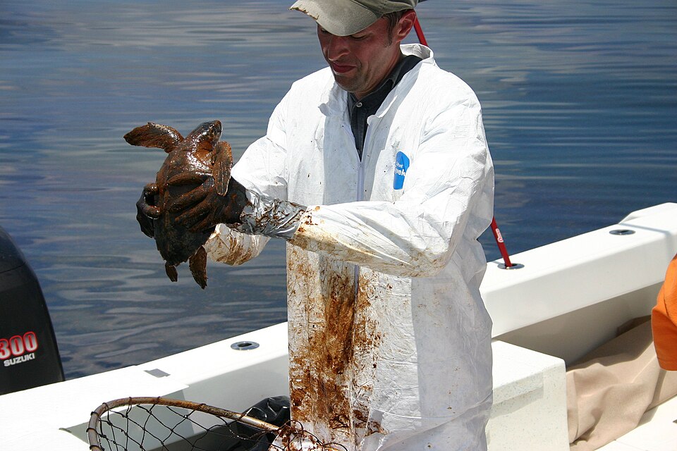 File:Turtle and Oil Spill (905).jpg