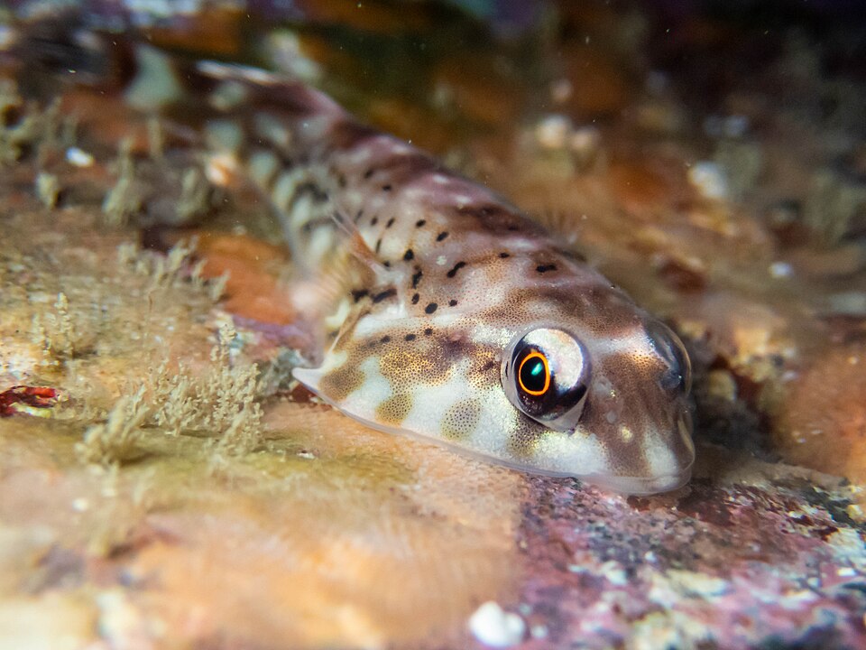 File:(01) Orange clingfish (Diplocrepis puniceus).jpg