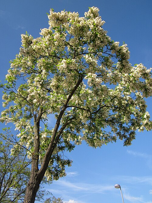 File:20130528Robinia pseudoacacia Hockenheim4.jpg