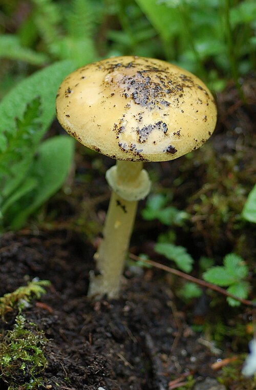File:Amanita flavipes group 119747.jpg