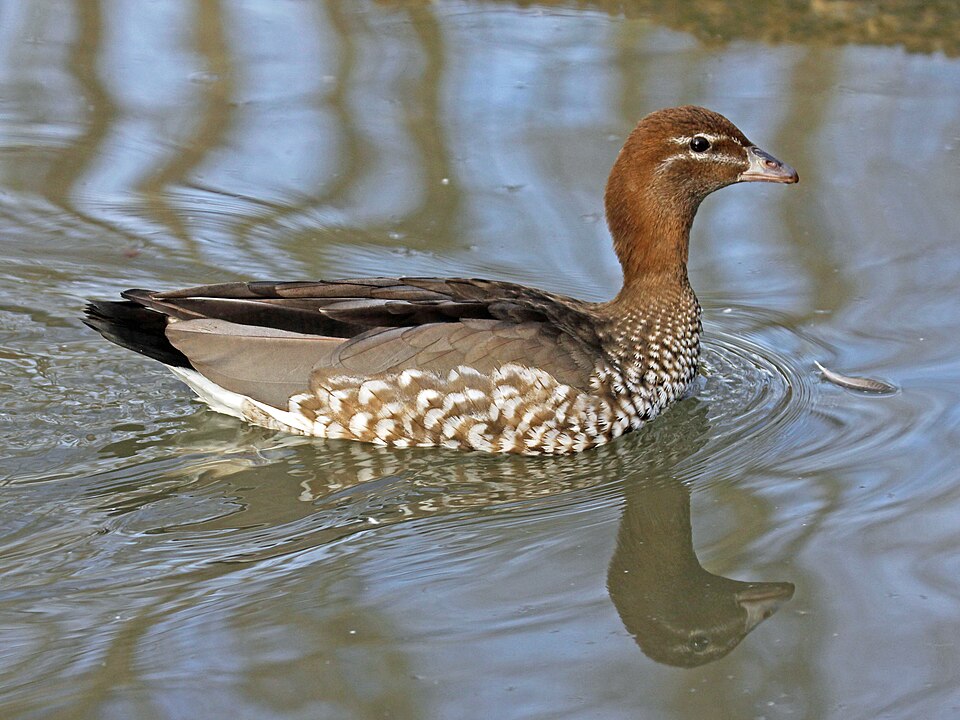 File:Australian Wood Duck female RWD.jpg