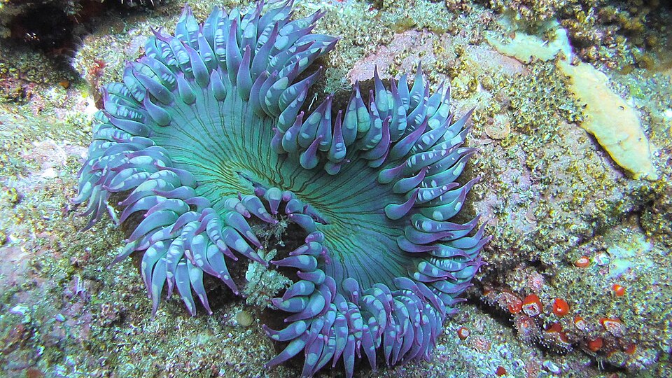 File:California sea anemone, Anthopleura elegantissima.jpg