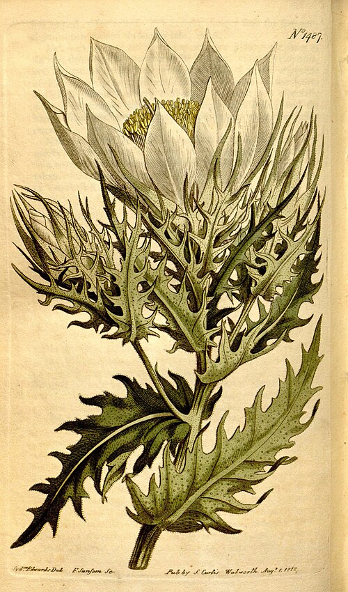 File:Curtis's botanical magazine (Plate 1487) (8248027168).jpg