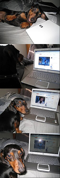 File:Even Animals Can Get RickRolled.jpg