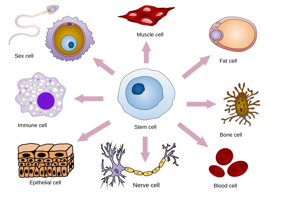 File:Final stem cell differentiation (1).svg