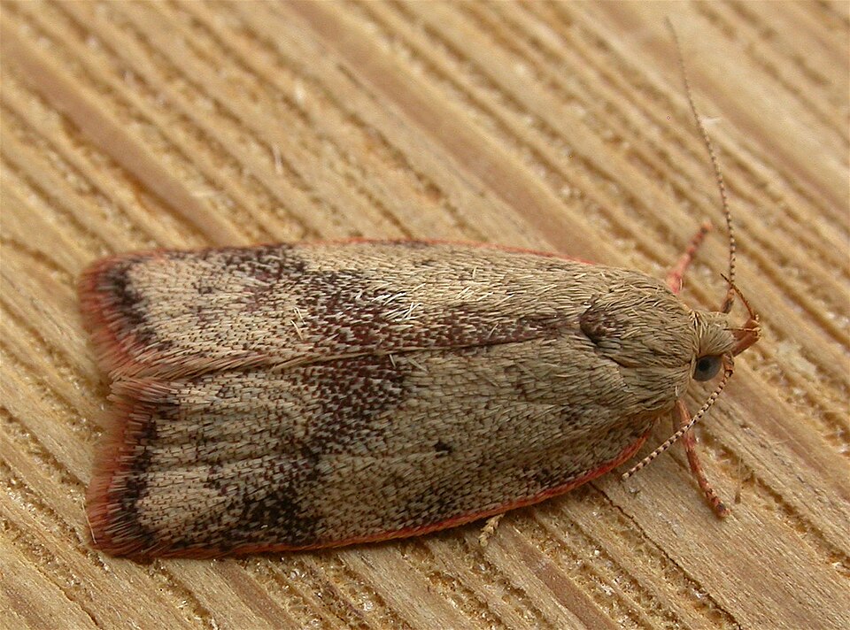 File:Garrha limbata.jpg