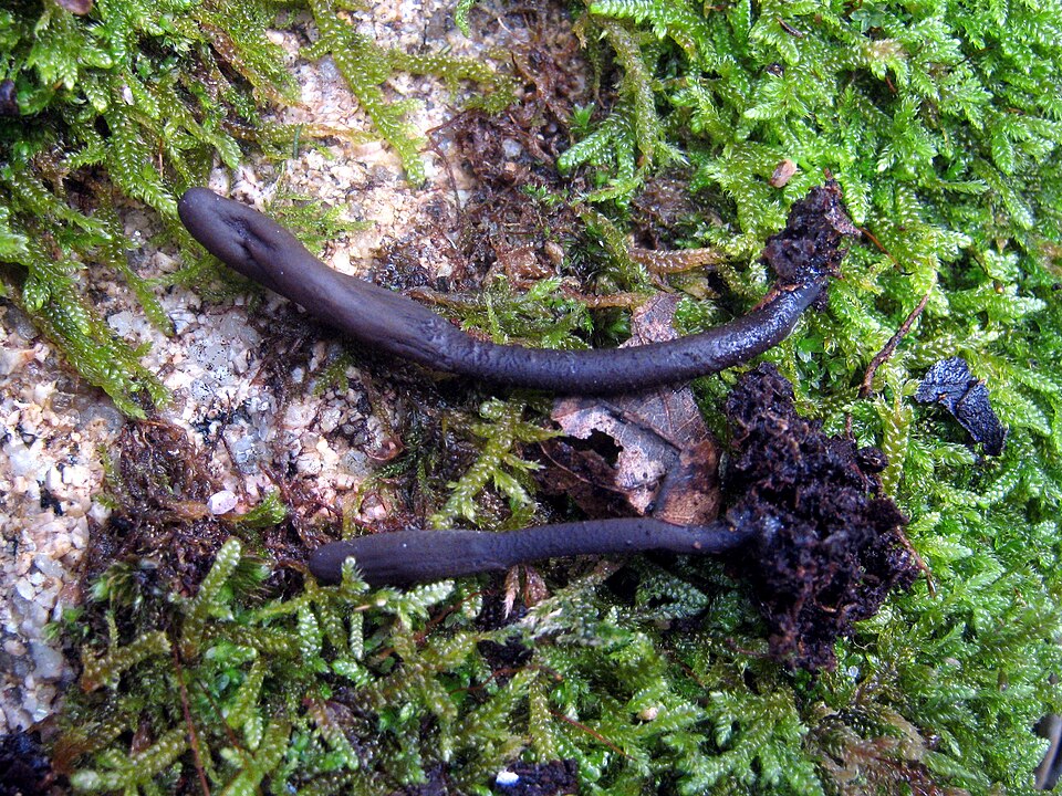 File:Geoglossum atropurpureum 399563.jpg