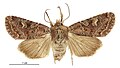Thumbnail for version as of 22:49, 14 May 2017