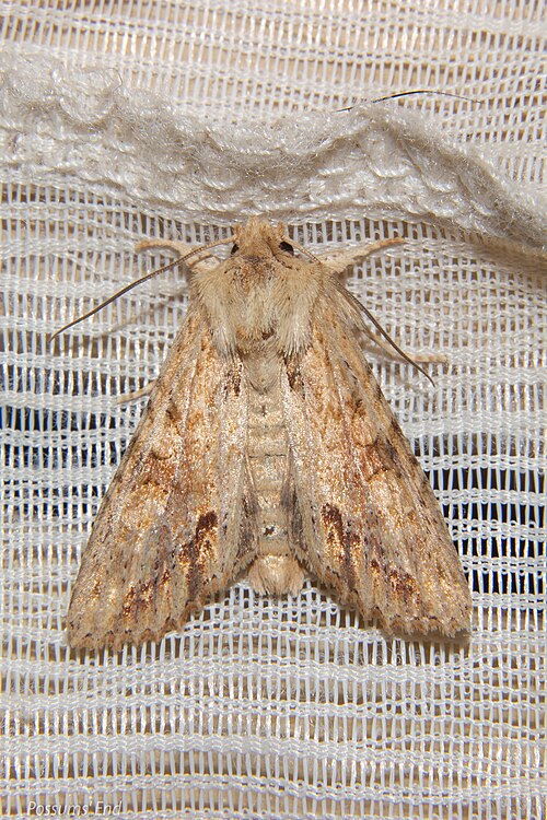 File:Ichneutica mollis 28124822.jpg