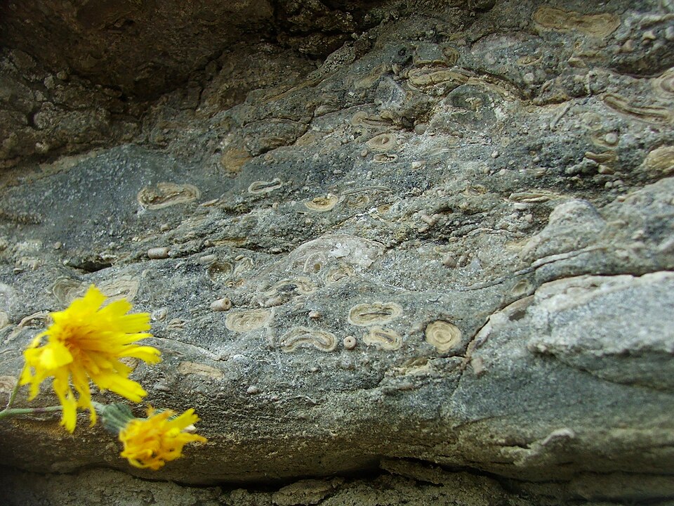 File:Oncolite.jpg
