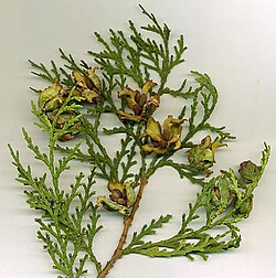 Mature cones, with seeds visible