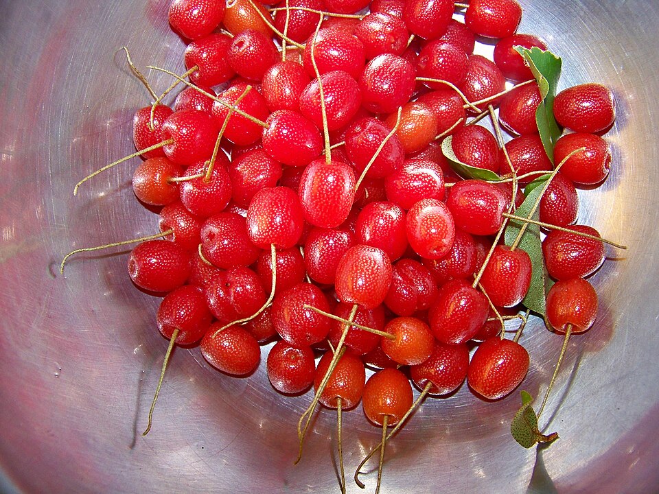 File:SilverBerries1.jpg