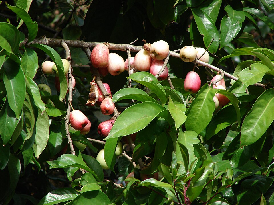 File:Starr 070321-6132 Syzygium malaccense.jpg