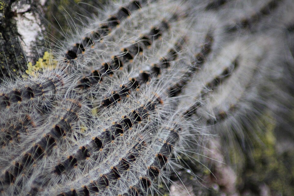 File:Thaumetopoea processionea, closeup.JPG