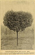 'Umbraculifera', Arnold Arboretum, Massachusetts, c.1900