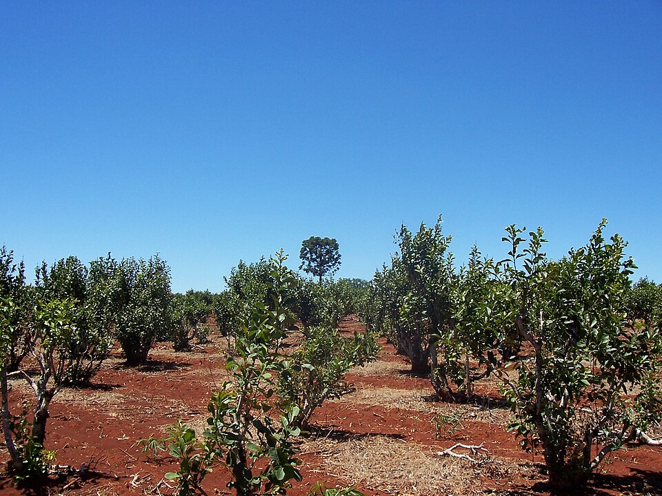 File:Yerba-mate-misiones.JPG