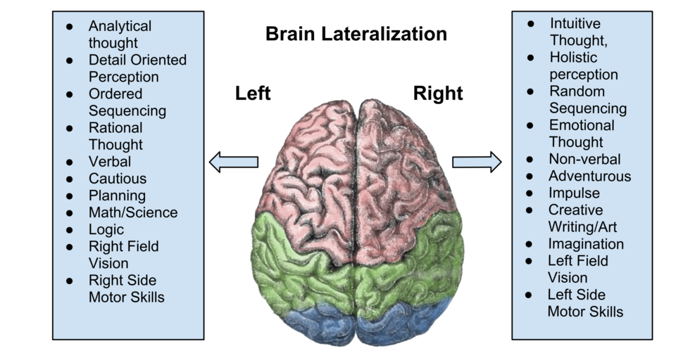 File:Brain Lateralization.png