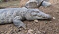 Image 9New Guinea crocodile (from New Guinea)