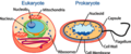 original file