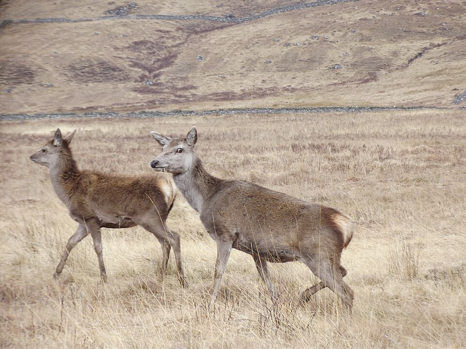 File:Cervus elaphus highlands.JPG