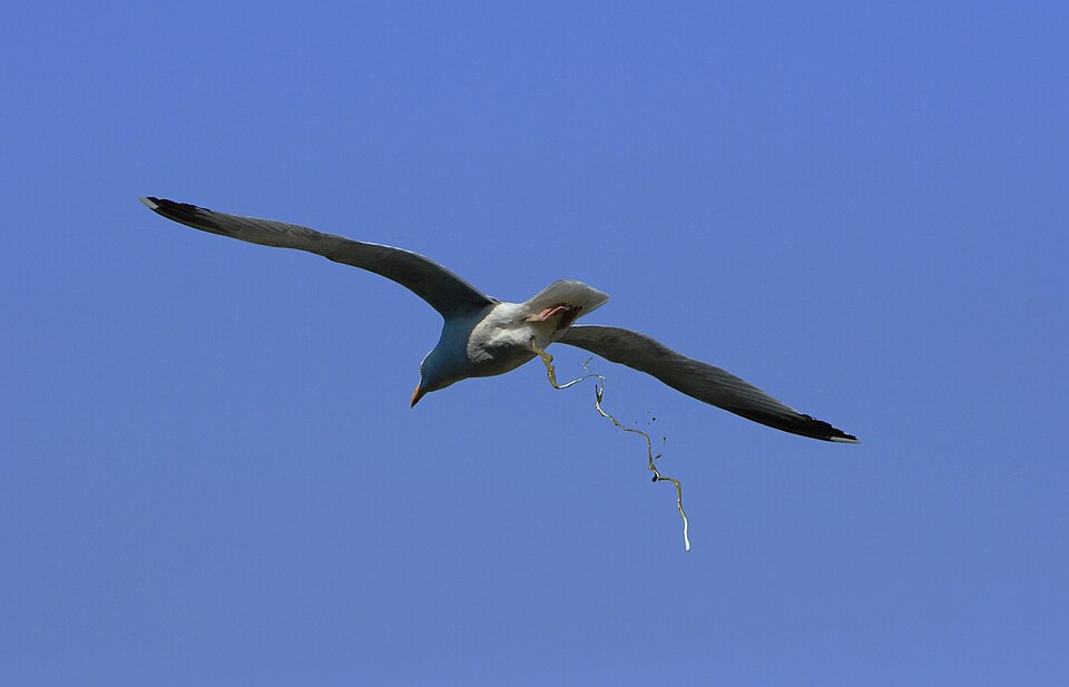 File:DefecatingSeagull.jpg