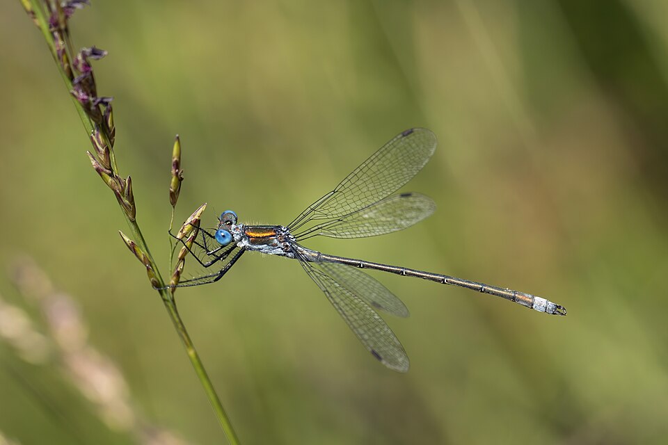 File:Emerald damselfly (Lestes sponsa) male 3.jpg